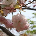 写真: 桜：フゲンゾウ（普賢像）　バラ科