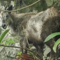 写真: ニホンカモシカ（日本氈鹿、日本羚羊）　ウシ科