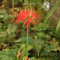 写真: 庭のヒガンバナ（彼岸花）　ヒガンバナ科