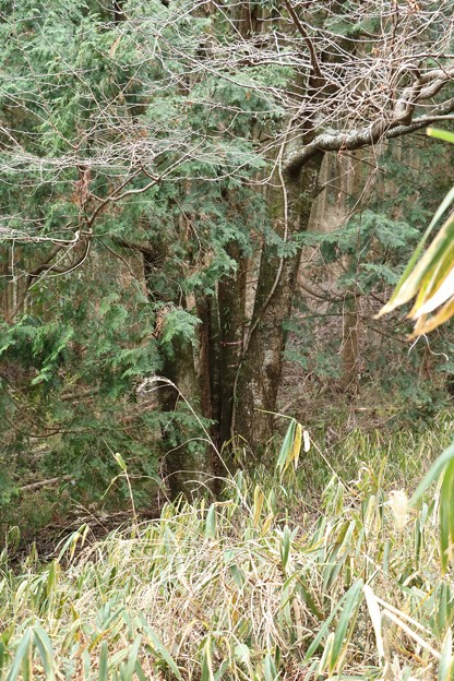 写真: １２〜１３年前の昔、犬ザクラの大木に標たテープが今も付いて残って居ます。