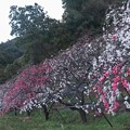写真: 奥山花街道ガイドウォーク　ゲンペイシダレハナモモ（源平枝垂れ花桃）　バラ科