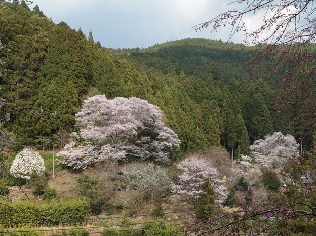 写真: 熊平家の桜