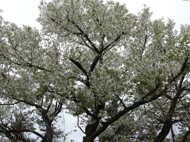 写真: 前日と今日も又富幕山のオオシマザクラ（大島桜）　バラ科