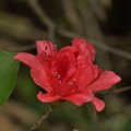 写真: アマギツツジ（天城躑躅）　ツツジ科　静岡県の天城山にちなんでアマギツツジと命名されています。枝先に３個が輪生する。ツツジの仲間では最も遅咲きのツツジです。