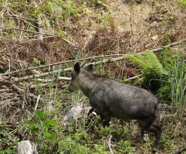 写真: ニホンカモシカ（日本氈鹿、日本羚羊）　ウシ科