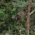 写真: ニホンザル(日本猿)　　オナガザル科