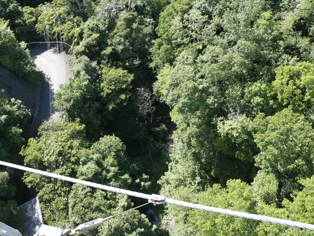 写真: 浜北森林公園吊橋（空の散歩道）吊り橋下