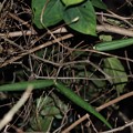 写真: シタキソウ（舌切草）　キョウチクトウ科種子