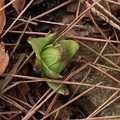 写真: フキノトウ（蕗の薹）フキ（蕗、苳、款冬、菜蕗）　キク科