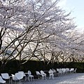 写真: 奥山カナメ神宮桜