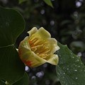 写真: ユリの木 （百合の木）花