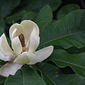 写真: ホオノキ（朴の木）花