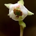 Photos: こんな小さな花だけど咲いてます。・・ウメガサソウ（梅笠草）イチヤクソウ科