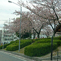 写真: 15桜並木