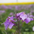 写真: 紫花菜