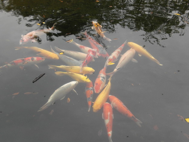 写真: 池の鯉（9月4日、靖国神社）