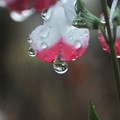 写真: 雨の中_花壇 F3442