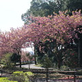 桜_公園 D8535