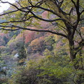 写真: 紅葉_袋田の滝 F8702