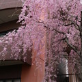 写真: 枝垂れ桜 D3384