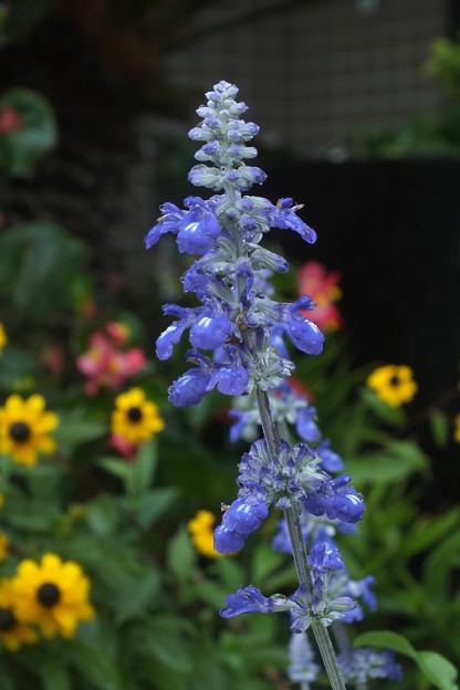 写真: 花壇の花 F0299