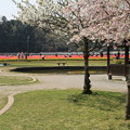 写真: 桜と_公園 D7141