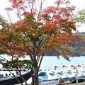 写真: 紅葉_十和田湖 D3839