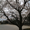 写真: 桜_公園 D5270