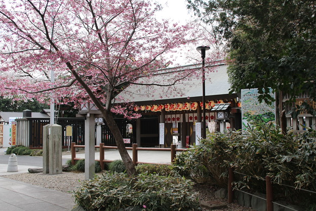 桜_神社 D5433