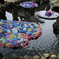 写真: 池の紫陽花_雨引 D6229