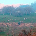 写真: Cow Elk Herd (6)_5472x3648