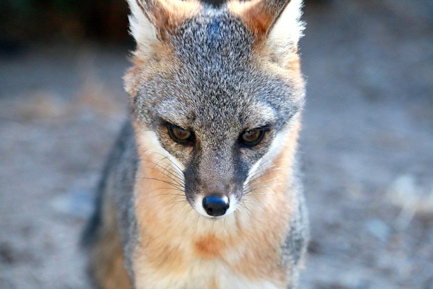 Gray Fox (6)