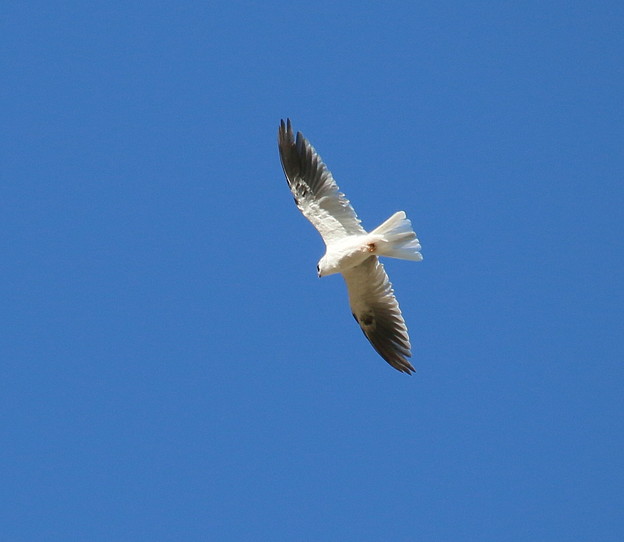 White-tailed Kite adult(4)