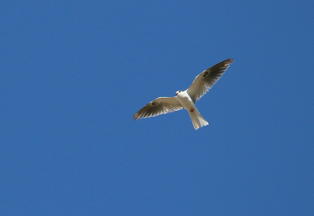 White-tailed Kite adult(5)