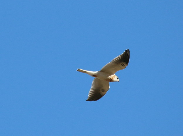 White-tailed Kite Juvenile(2)