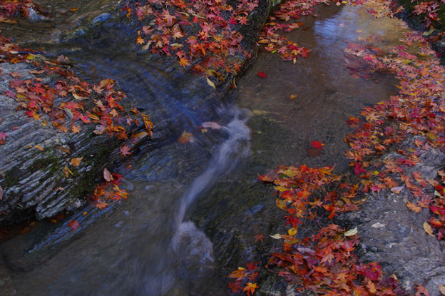 写真: いろ葉の流れ