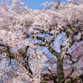 写真: 桜緞帳