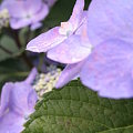 写真: 里山の紫陽花