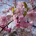 枝垂桜　２