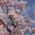 青空と桜色