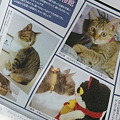写真: 猫とも新聞第６号に鼻キッス...