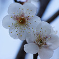 写真: 白梅開花