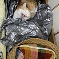 写真: 猫ベッドよりゴミ袋