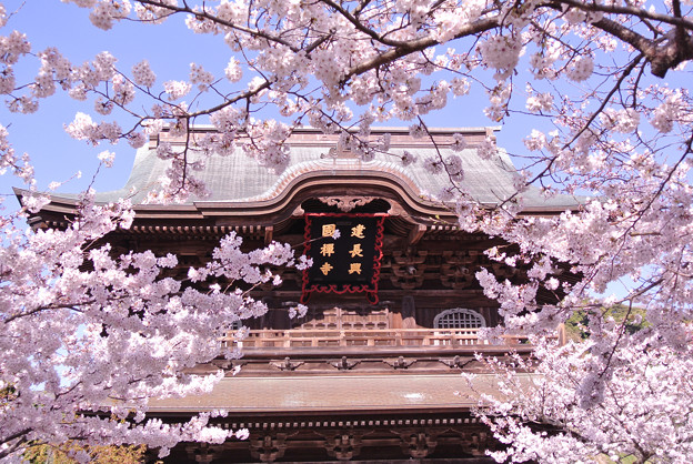 写真: 建長寺の桜