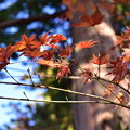 写真: 円覚寺の紅葉