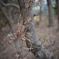 写真: 枯葉の木