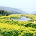 写真: 川の春
