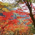 写真: 豪渓の紅葉（078）