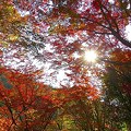 写真: 豪渓の紅葉（075）