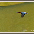 写真: カワセミの飛翔（304）